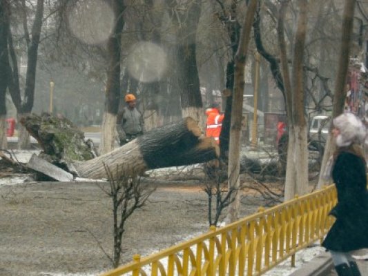 Un copac a paralizat traficul în zona fostului Teatru Dramatic -Vezi foto